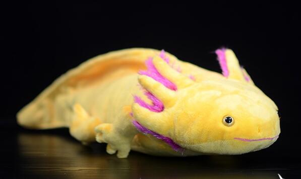 Bubbles the Axolotl