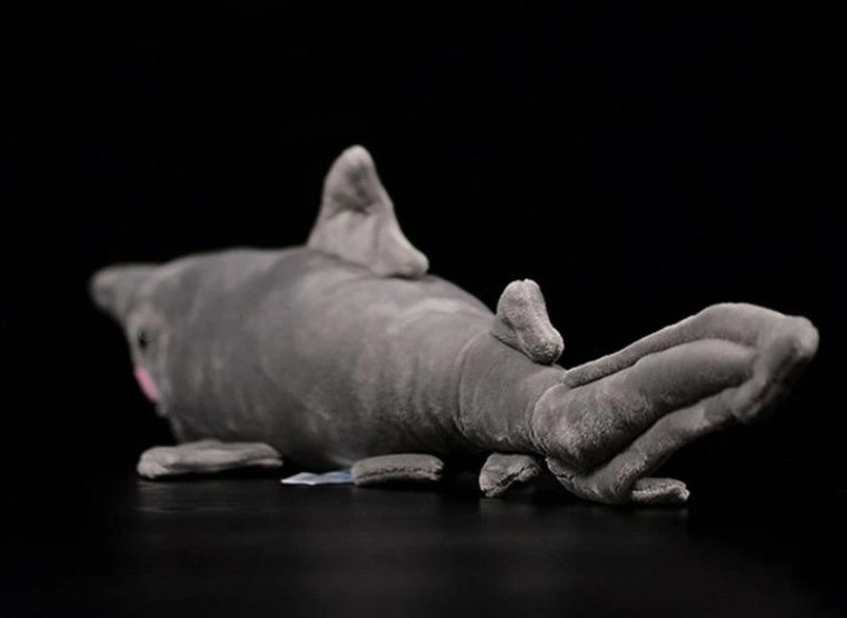 Chompy the Shark
